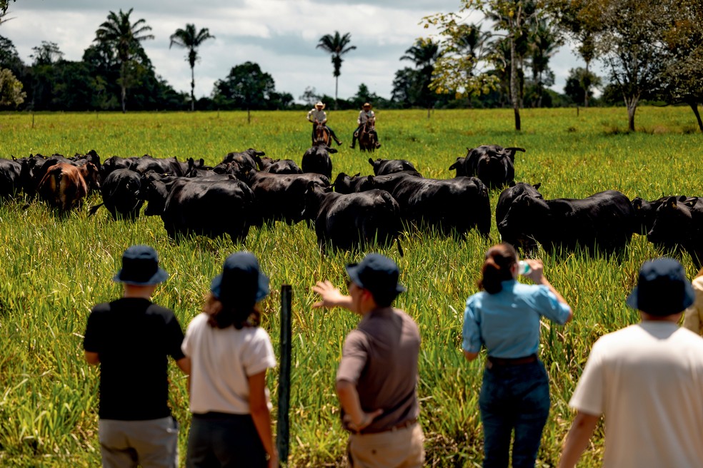 Visita de comitiva chinesa à Fazenda Carioca, no Pará: viagem ao Brasil para atestar boas práticas no processo produtivo — Foto: Márcio Nagano / Divulgação