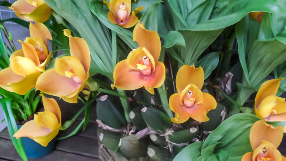 Orquídea lycaste — Foto: Canva / Creative Commoms
