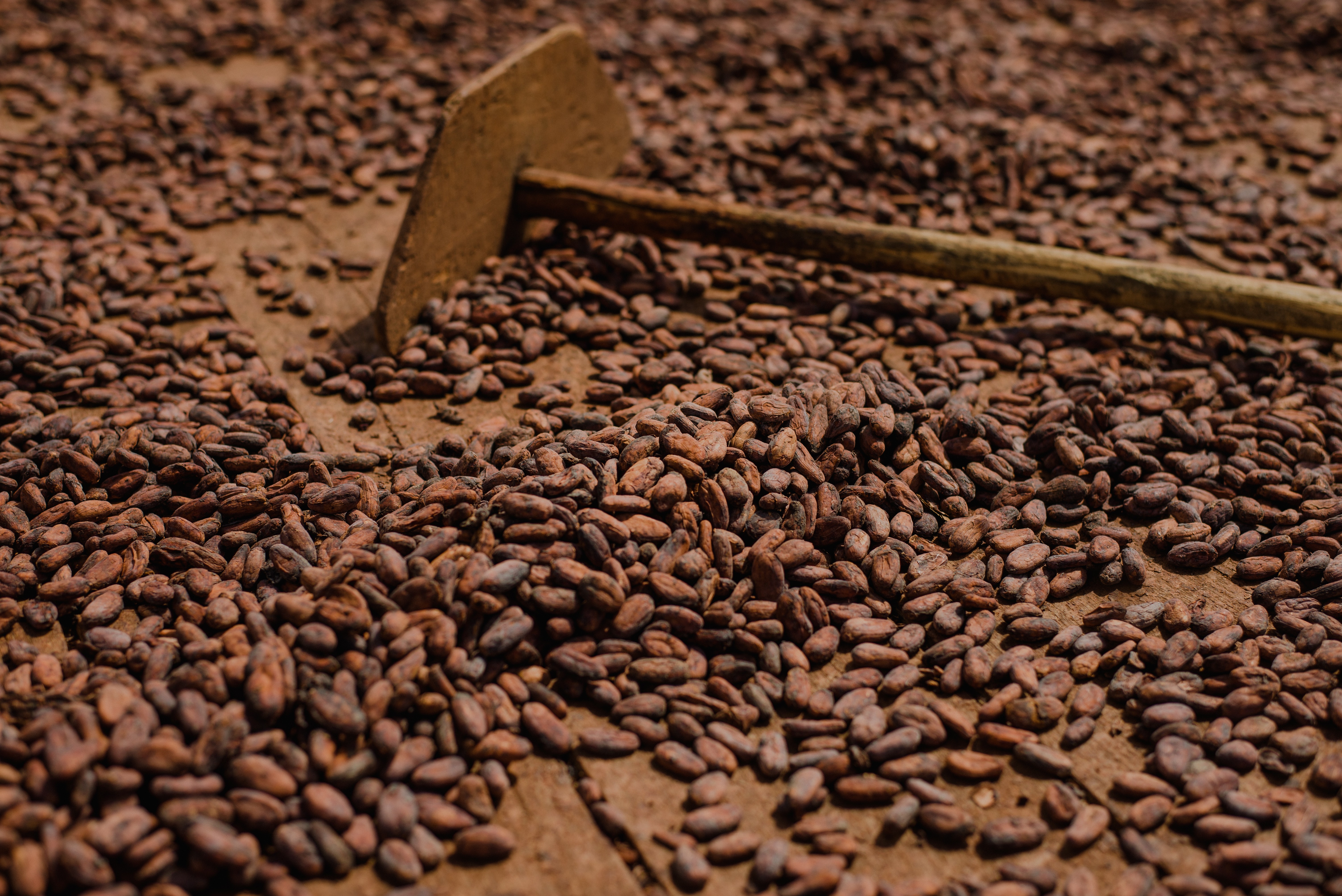 Café e cacau abrem semana em alta na bolsa de Nova York