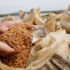 Baixos valores do arroz reforçam a tendência de redução da área cultivada  - Arquivo/GovernoRS