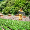 Apiários próximos da soja aumentam produtividade do grão e do mel - Antonio Neto/Arquivo Embrapa