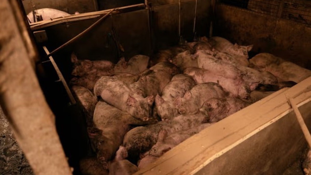 Farm may be sued for mistreatment of pigs in UK |  Pigs