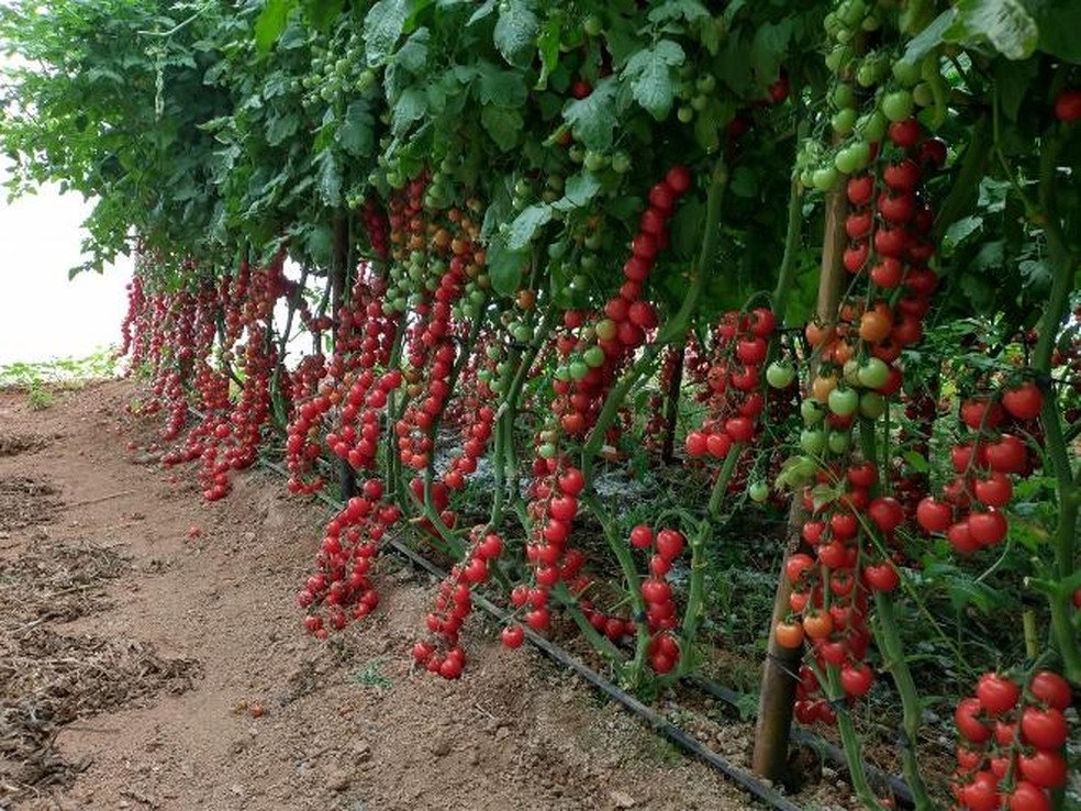 O adubo de lodo pode ser usado até em legumes e frutas, como é o caso do tomate — Foto: Divulgação/Tera