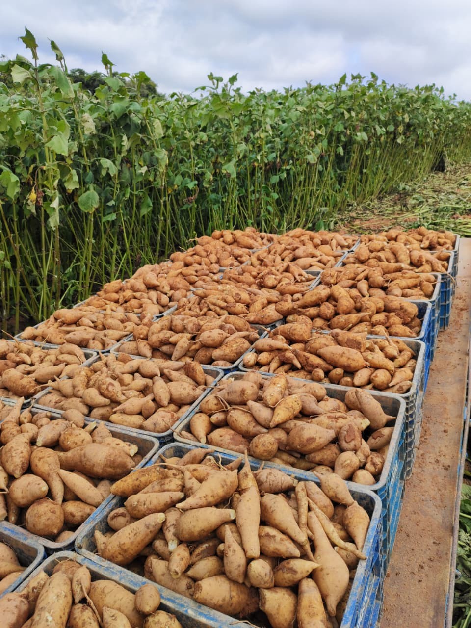 Conheça a batata yacon, que atrai produtores e consumidores pelas suas características