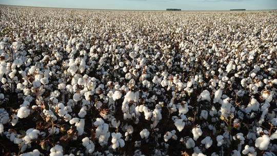 Plantio de 2ª safra de algodão começa em MT seguindo colheita de soja