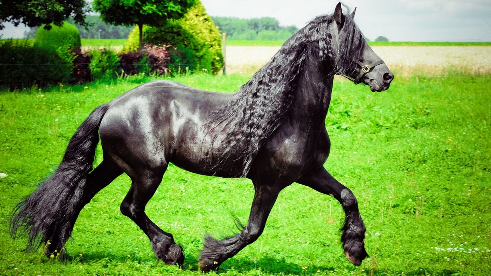 Cavalo friesian — Foto: Canva/ Creative Commoms