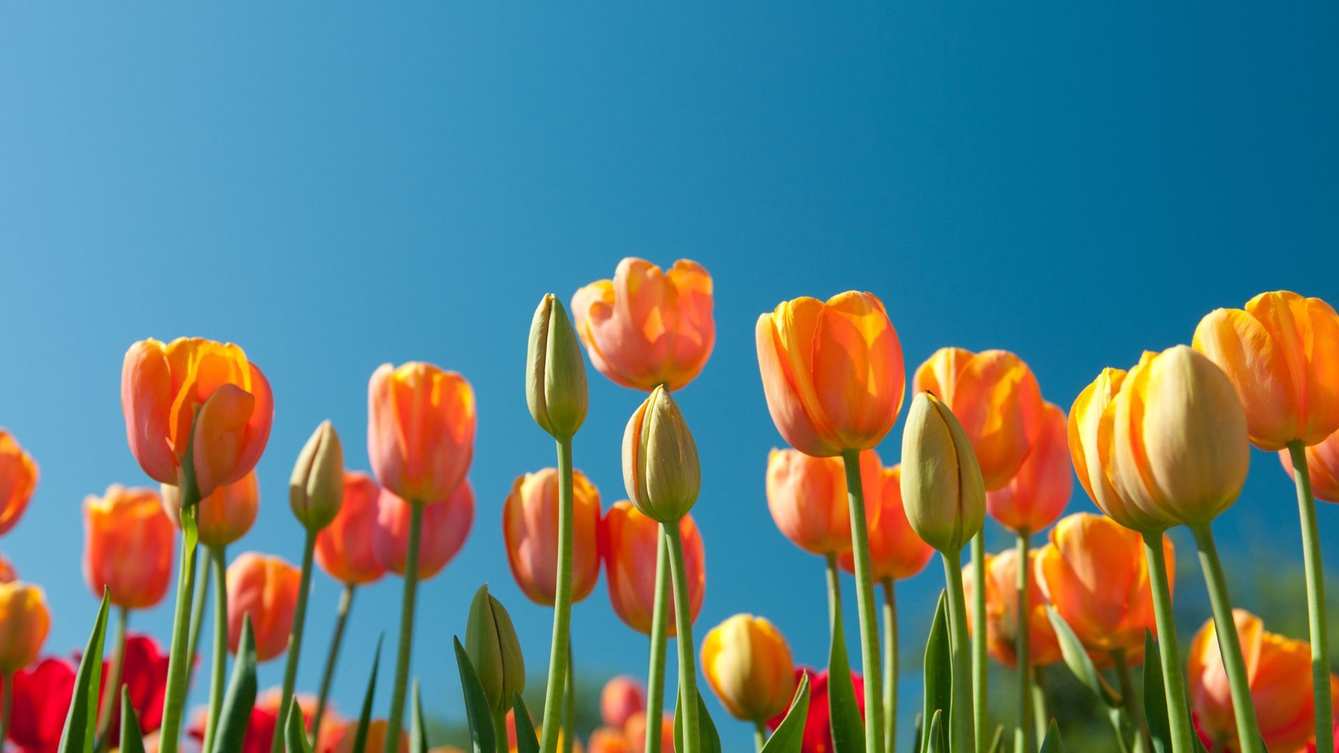 Quando começa a primavera em 2025? Veja previsão