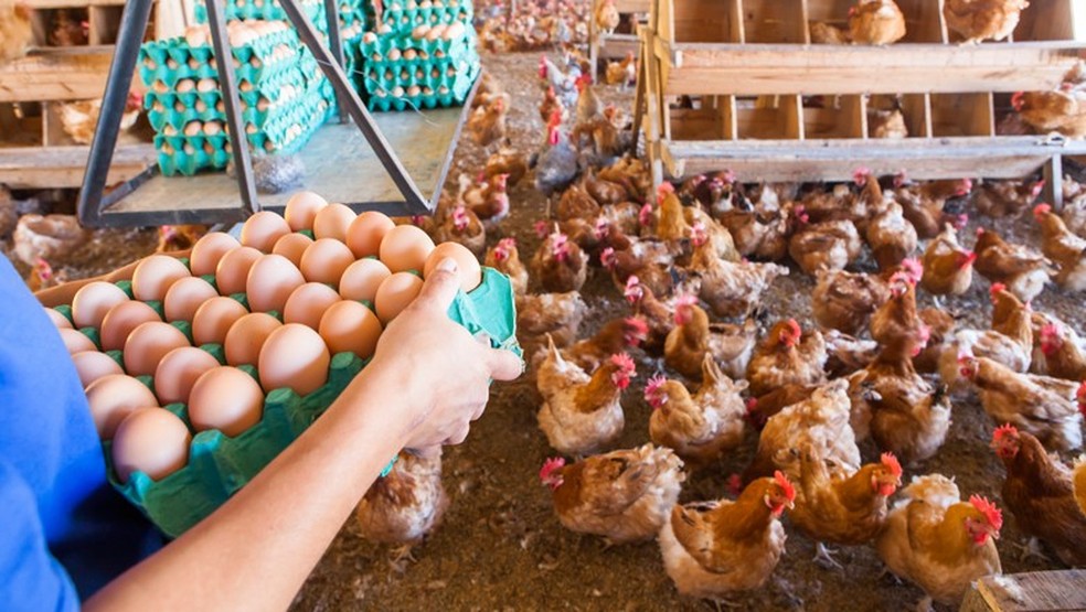 Com normalização do preço do milho e do farelo, a tendência é que o número de galinhas poedeiras suba — Foto: Globo Rural