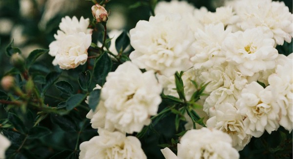 Flores brancas: conheça 15 espécies para plantar