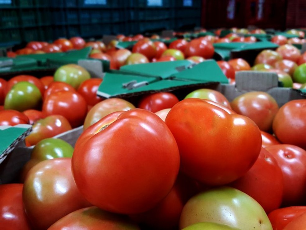 Tomate — Foto: Ceagesp