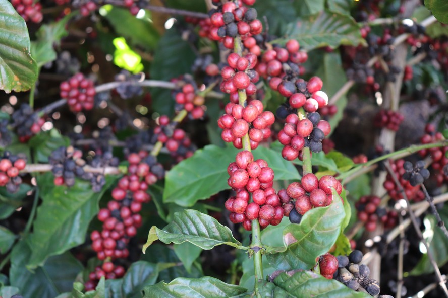 Cafezal da Fazenda Chapadão, em Linhares (ES). Produtor adota cautela para garantir margens em momento de queda de safra