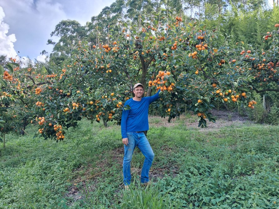 O produtor Rodrigo Bisetto cultiva três hectares de caqui distribuídos em três propriedades