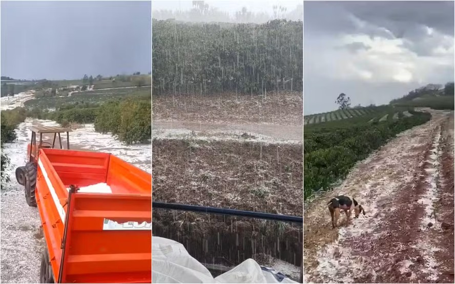 Lavouras de café são atingidas por granizo durante a colheita em Monte Santo de Minas (MG)