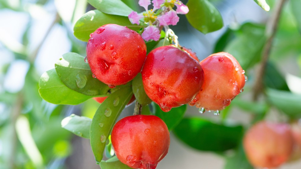 Acerola é uma das frutas mais ricas em vitamina C do mundo — Foto: Canva/Creative Commons