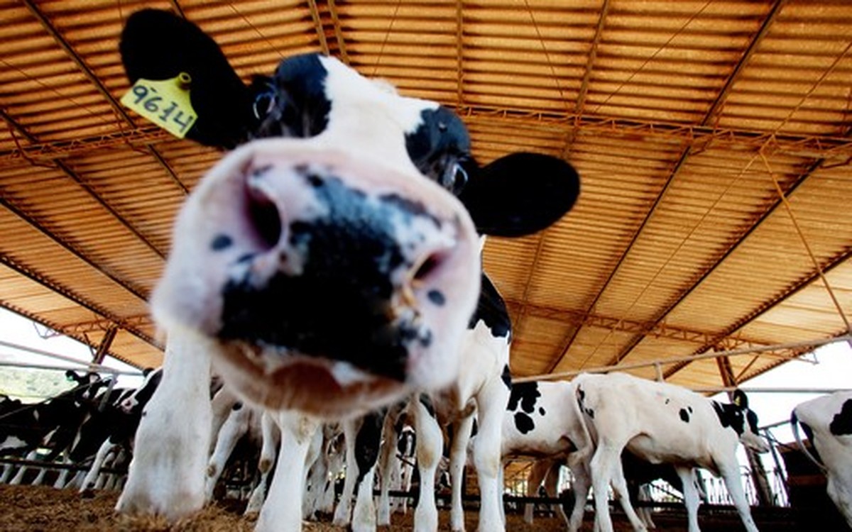 Alvoar Lácteos vai medir emissões de carbono