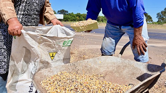 Casal 'colhe' milho à beira do asfalto da BR-163, em Mato Grosso