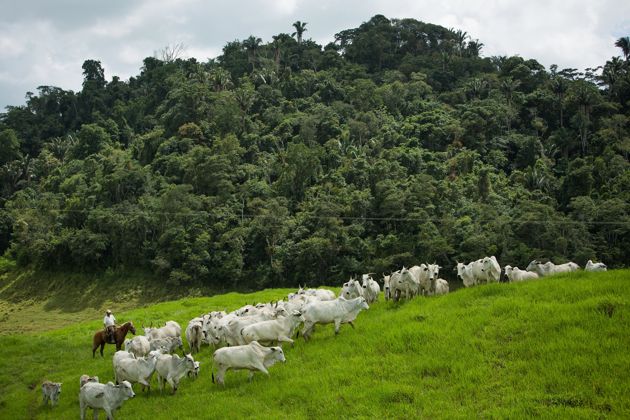 Melhora transparência sobre gado na Amazônia, mas fornecedor indireto ainda é gargalo