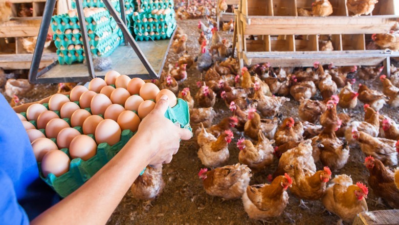 El Salvador abre mercado para ovos e carne de aves do Brasil
