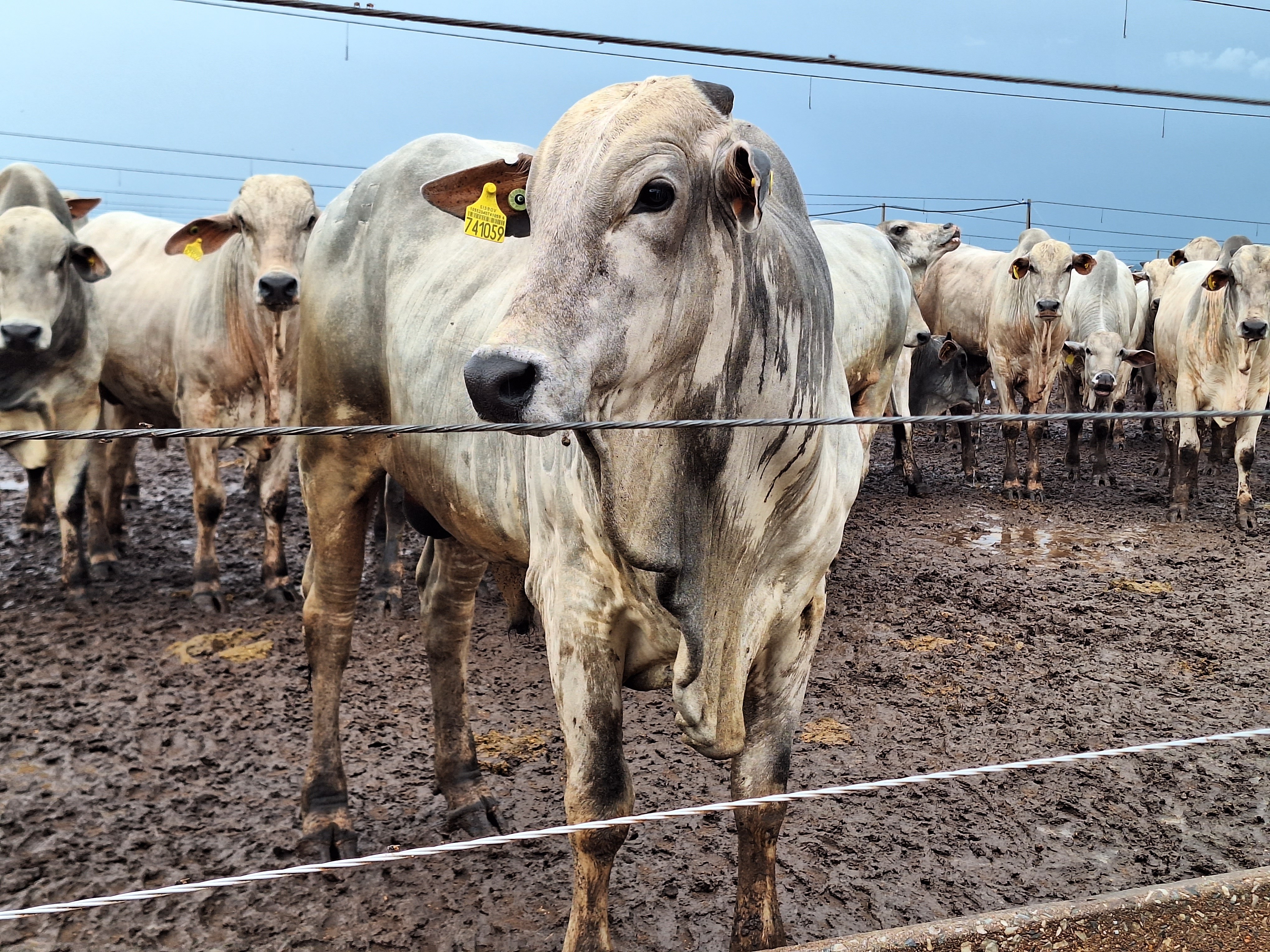 Preço do boi gordo mostra estabilidade na maioria das regiões do país