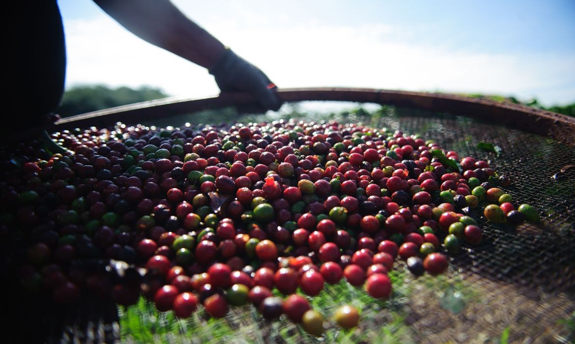 Safra de café deve ter quebra de 23% em Minas Gerais