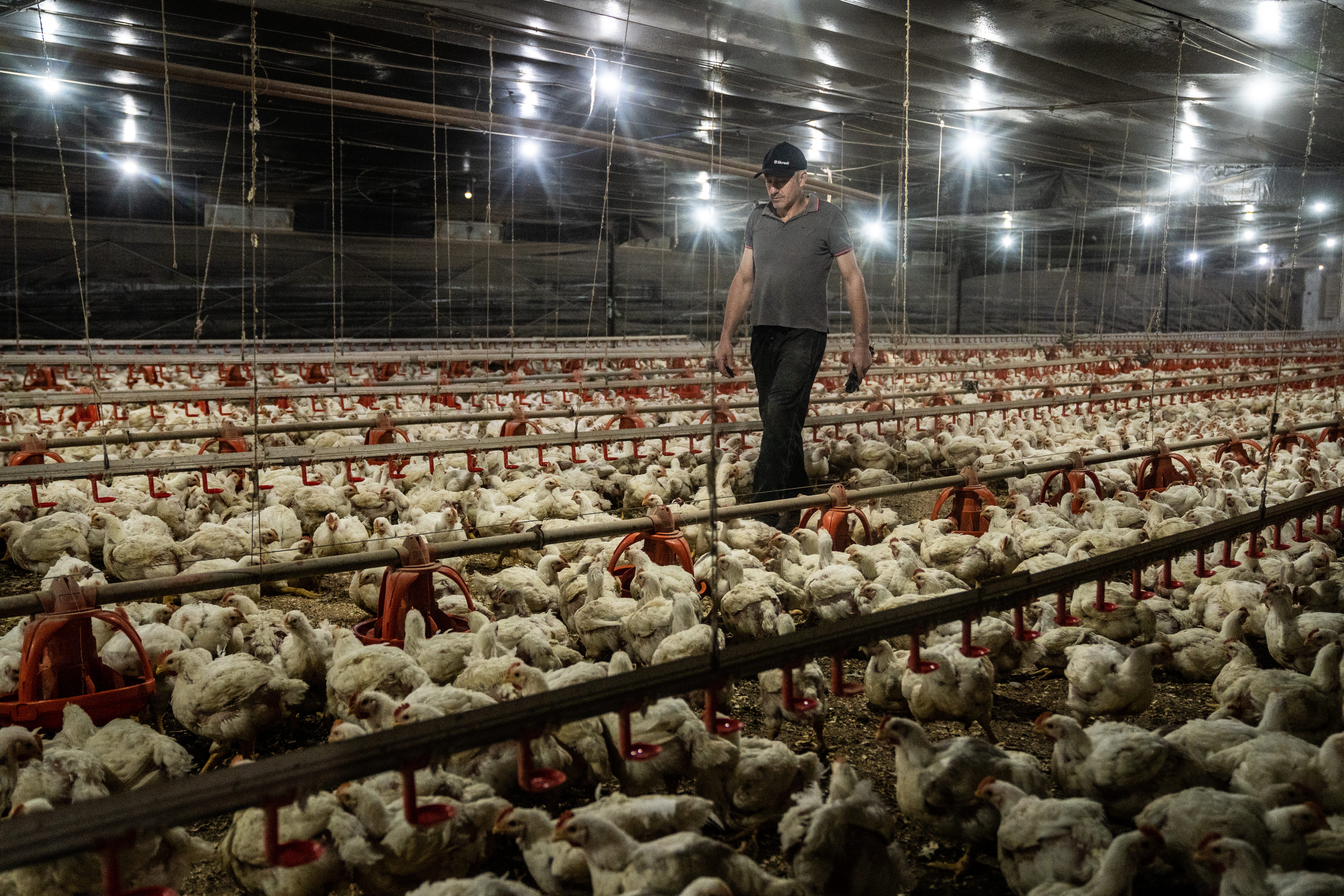 Gripe aviária causa segundo embargo para aves do RS em menos de um ano