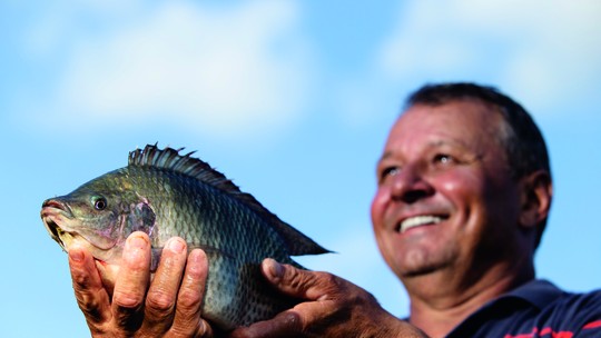 Tilápia puxa aumento da produção de peixes de cultivo no Brasil