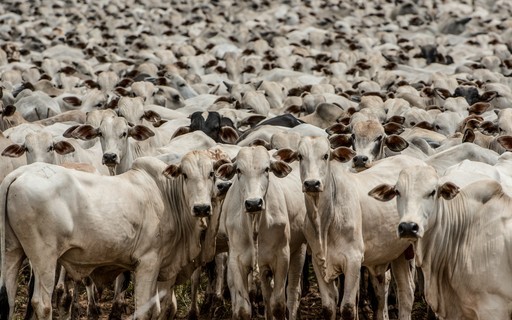 Queda de braço entre frigoríficos e produtores trava preço do boi gordo no país