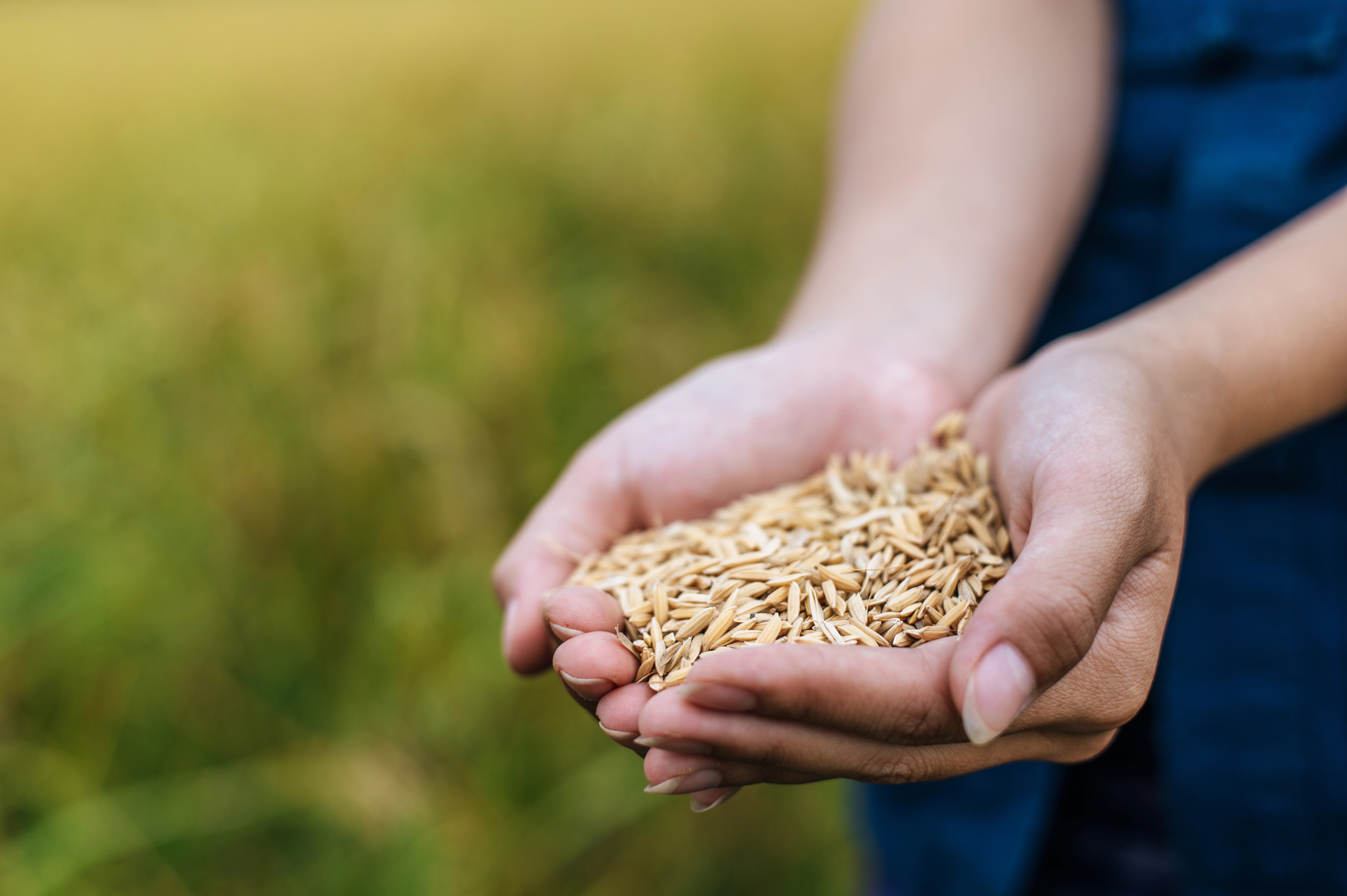 Preços do arroz operam com estabilidade, afirma Cepea