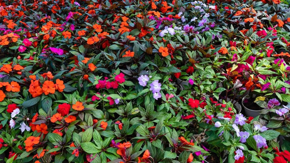 Flores de verão: 12 plantas resistentes ao sol e como proteger as ...