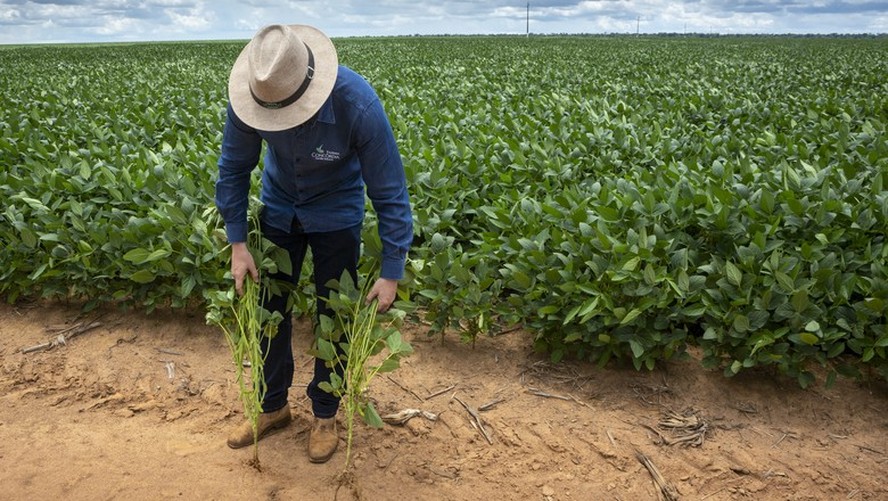 Cepea diz que preços da soja subiram após novas projeções de safra mundial