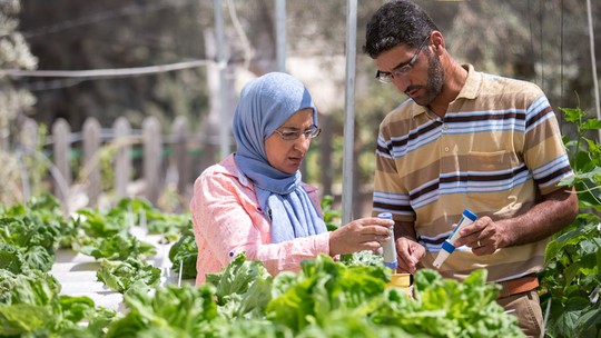 Para palestinos, agricultura é ‘ato de resistência’ à guerra contra Israel