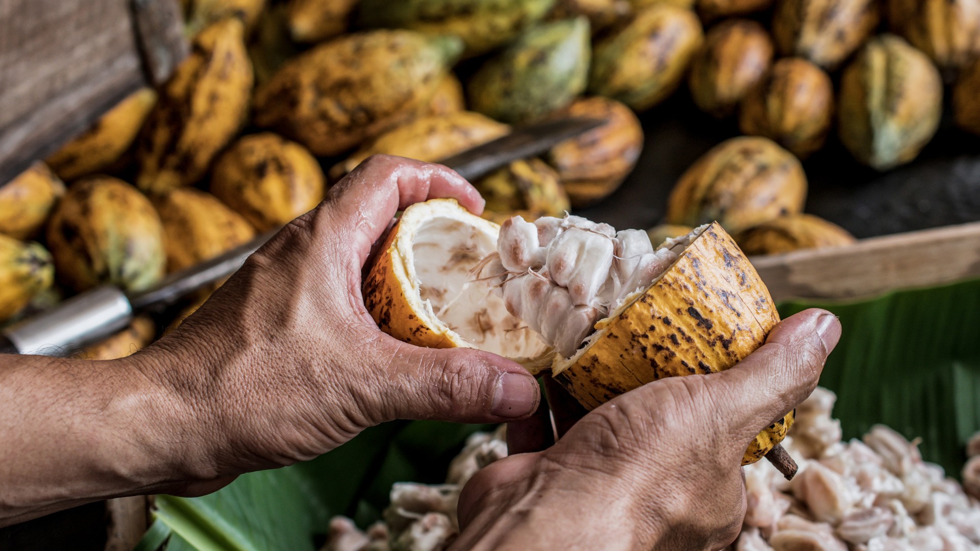 Contratos agrícolas operam em alta em Nova York e cacau bate novo recorde