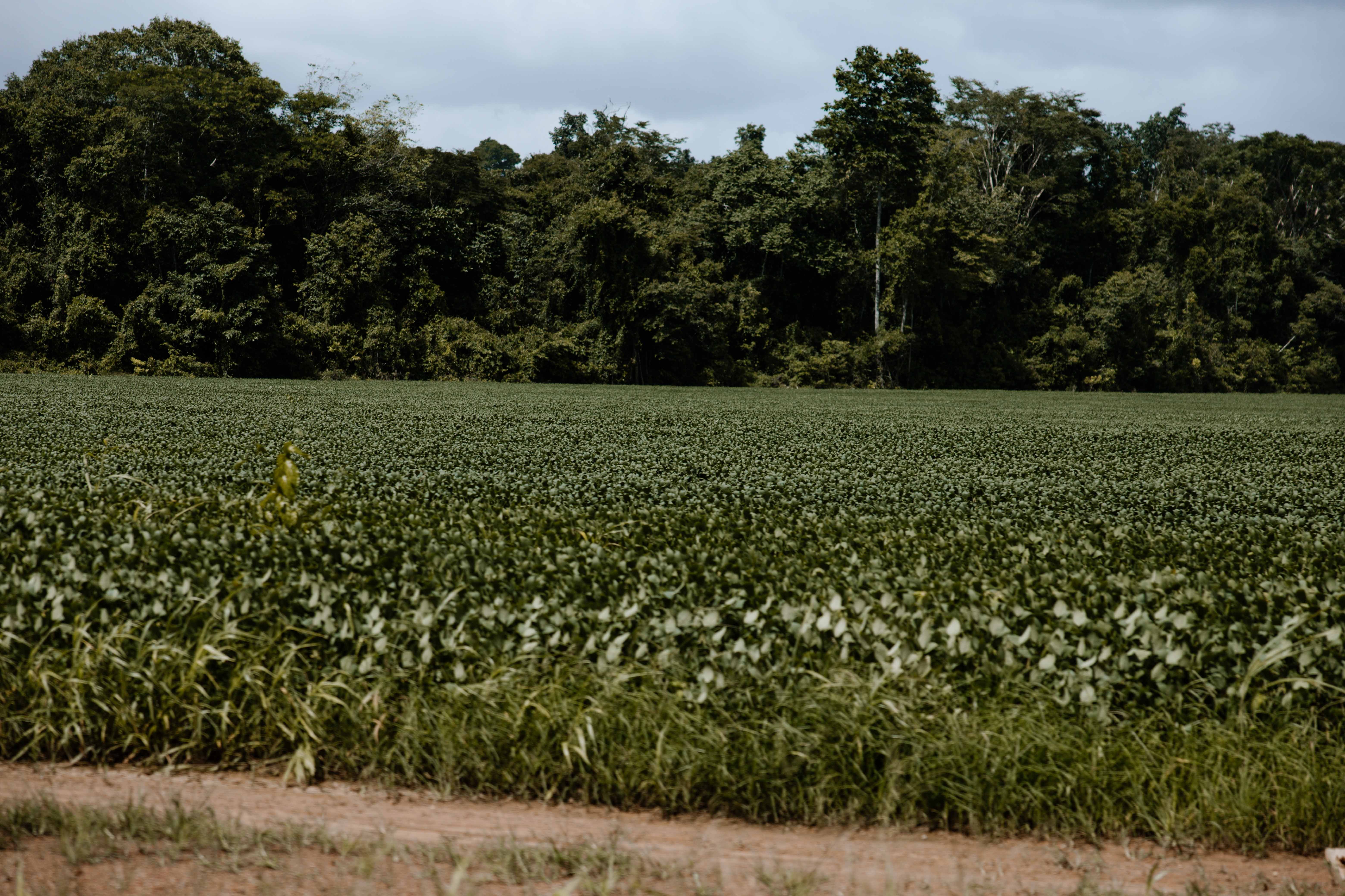 Lei contra Moratória da Soja é citada pelos EUA para justificar tarifaço