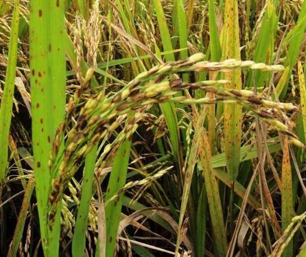 Ciência testa uso de mutação genética para controlar brusone no arroz