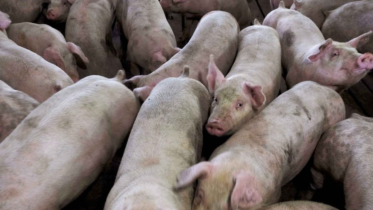 Agroceres PIC inaugurará una nueva planta de producción de semen porcino en Argentina |  Negocio
