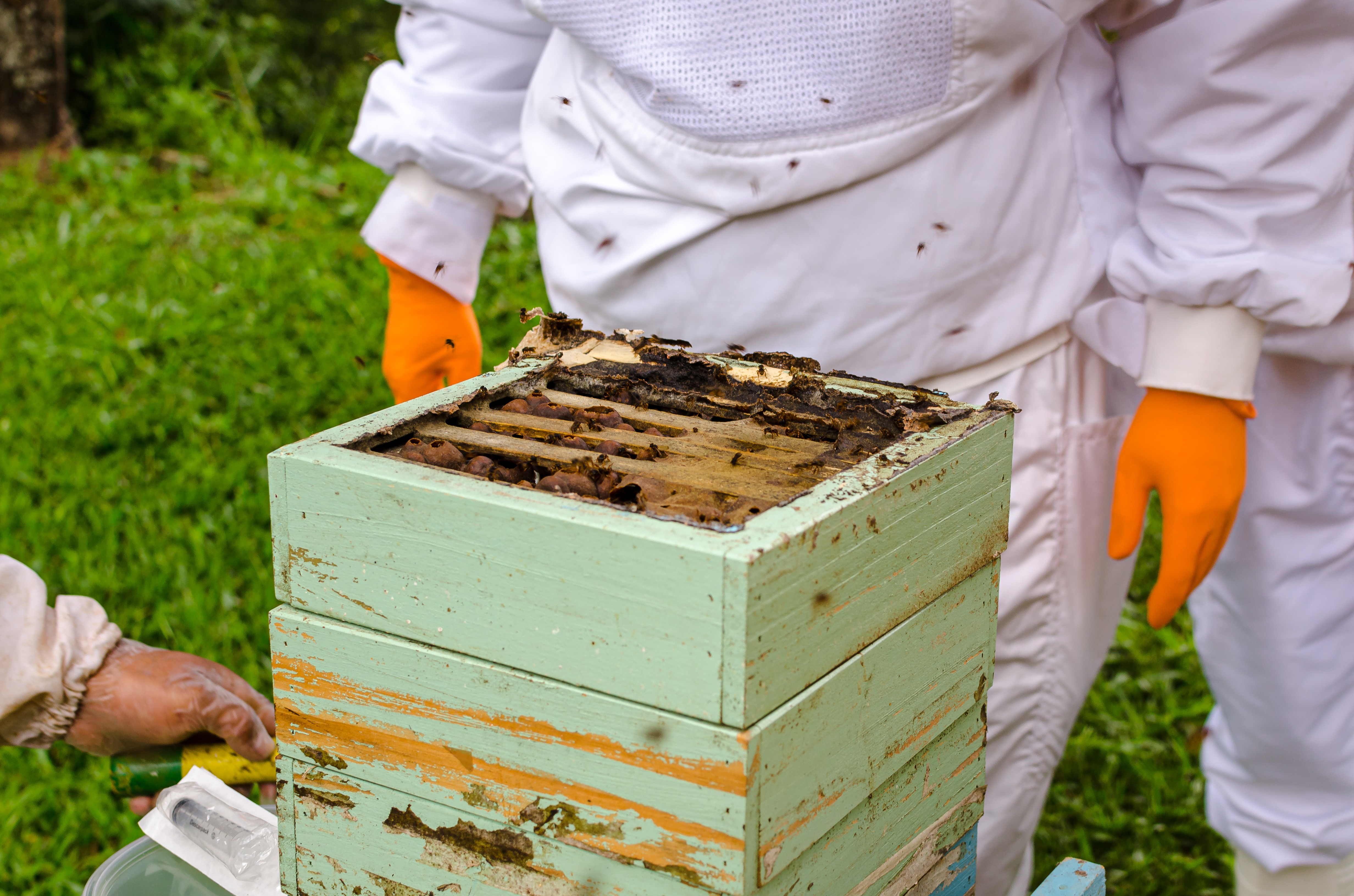 Exportadores de mel esperam que alimentos fiquem fora de tarifaço de Trump
