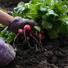 Microcrédito voltará a financiar custeio agrícola na safra 2025/26 - Canva/Creative Commons