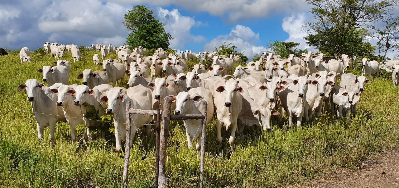 Governo vai usar  Fundo Clima para internalizar dinheiro para pastagens