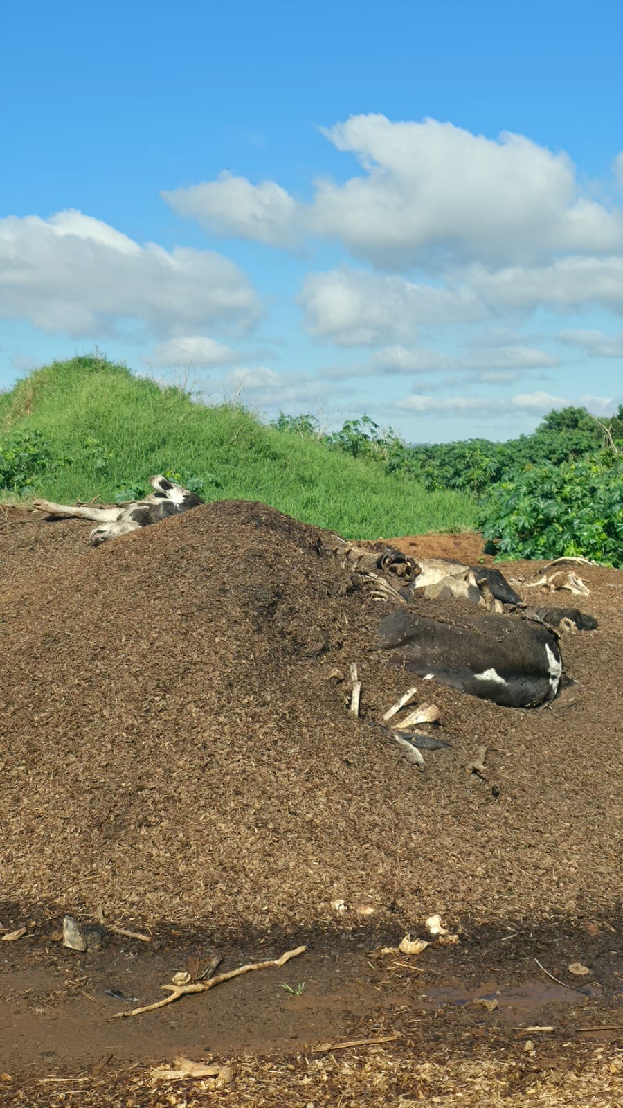 Mau cheiro leva à descoberta de 'depósito de vacas mortas' e 'lagoa de estrume' no Paraná