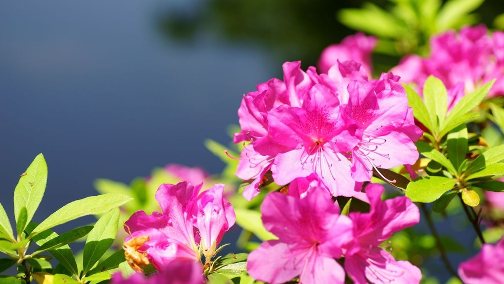 Azaleia — Foto: Canva/Creative Commons