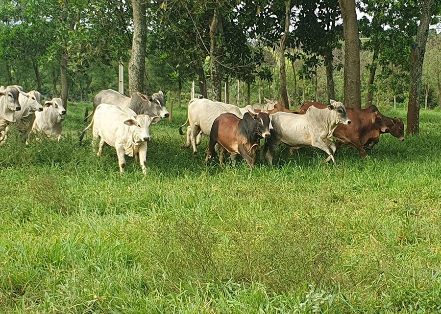 Programa de sustentabilidade no Cerrado encerra atividades após sete anos