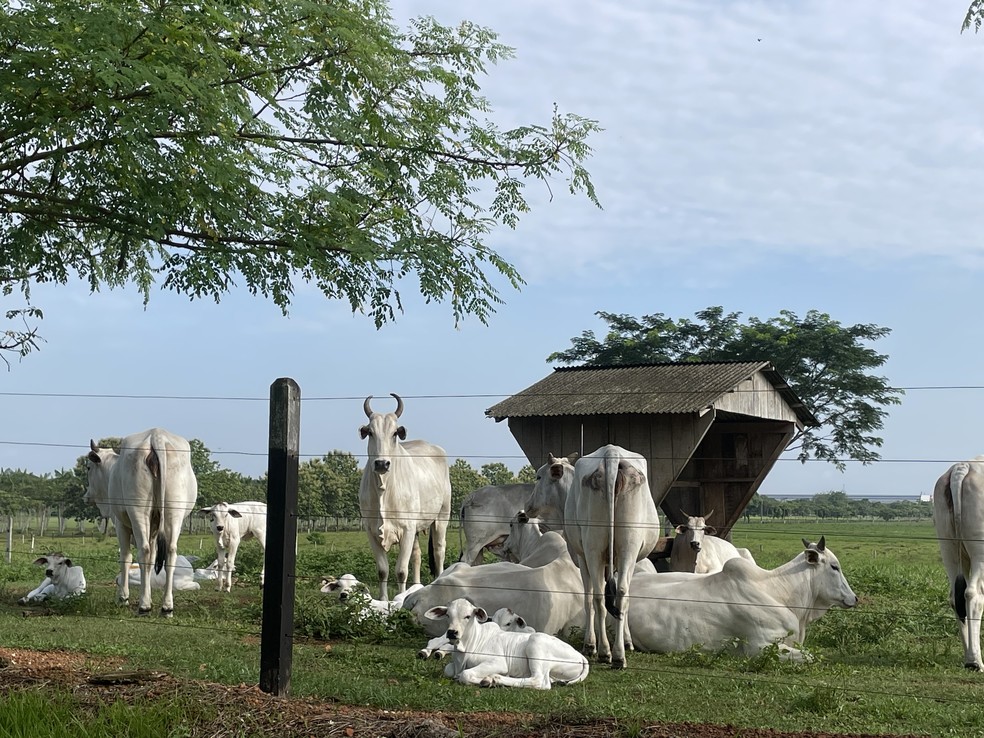 Nos testes, a equipe de pesquisadores identificou uma taxa m&eacute;dia de prenhez de 62% com a aplica&ccedil;&atilde;o do Promov &mdash; Foto: Embrapa/Divulga&ccedil;&atilde;o