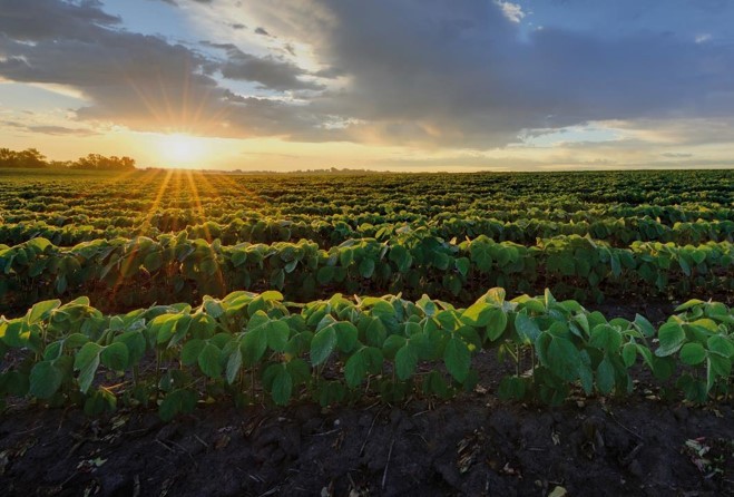 O que é adubação verde, para que serve e qual os benefícios?