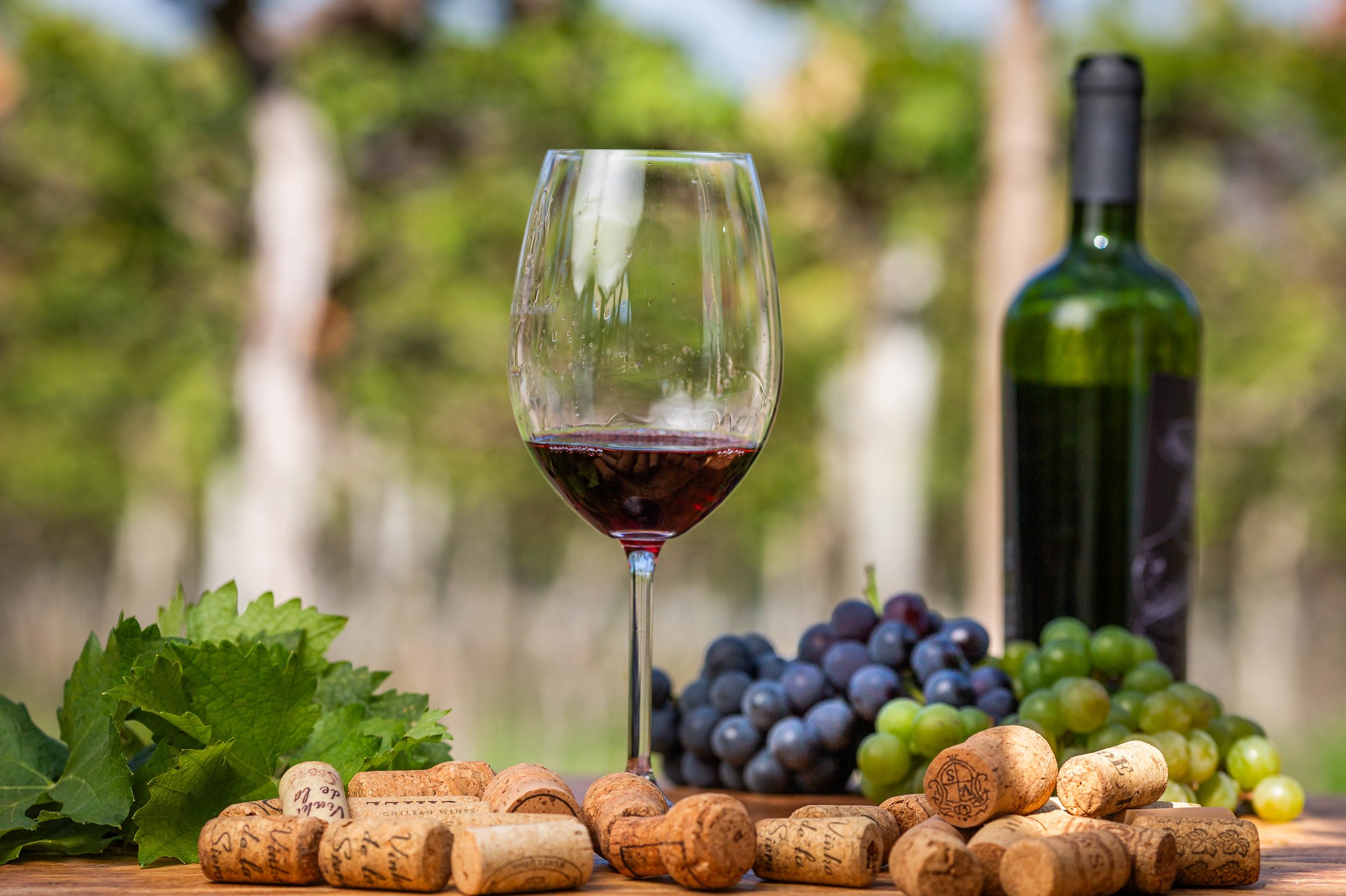 Produção de uvas movimenta mais de R$ 8 bilhões no Brasil