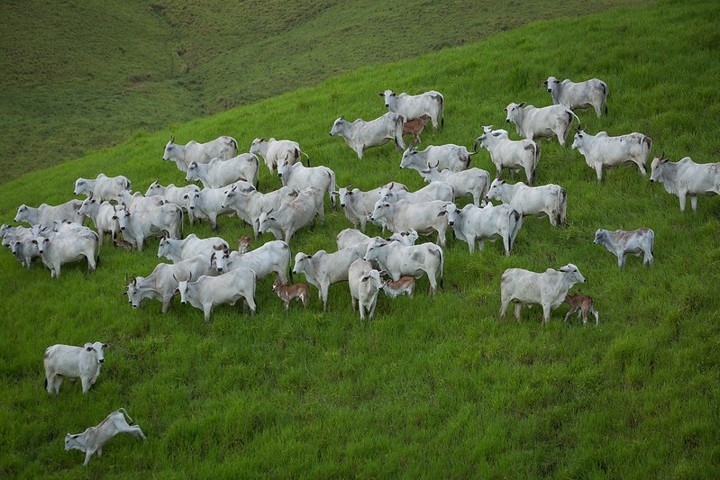 Preço do boi gordo permanece estável em São Paulo