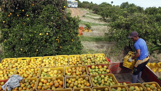 Preços da laranja seguem firmes e chuvas animam produtores em SP