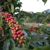 Frente fria deve levar chuva para áreas produtoras café no Brasil - Tony Oliveira / CNA