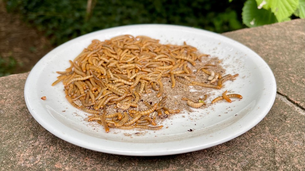 Autoridade Europeia para a Segurança Alimentar (EFSA) confirmou que o pó de larvas de Tenebrio molitor não representa riscos à saúde humana.   — Foto: Canva/Creative Commons