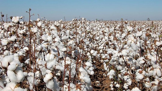 Preços do algodão caem para níveis de novembro, diz Cepea