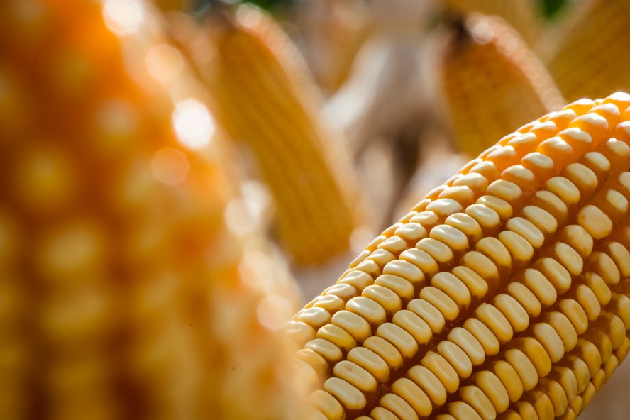 Conab estima colheita de milho de 139,69 milhões de toneladas
